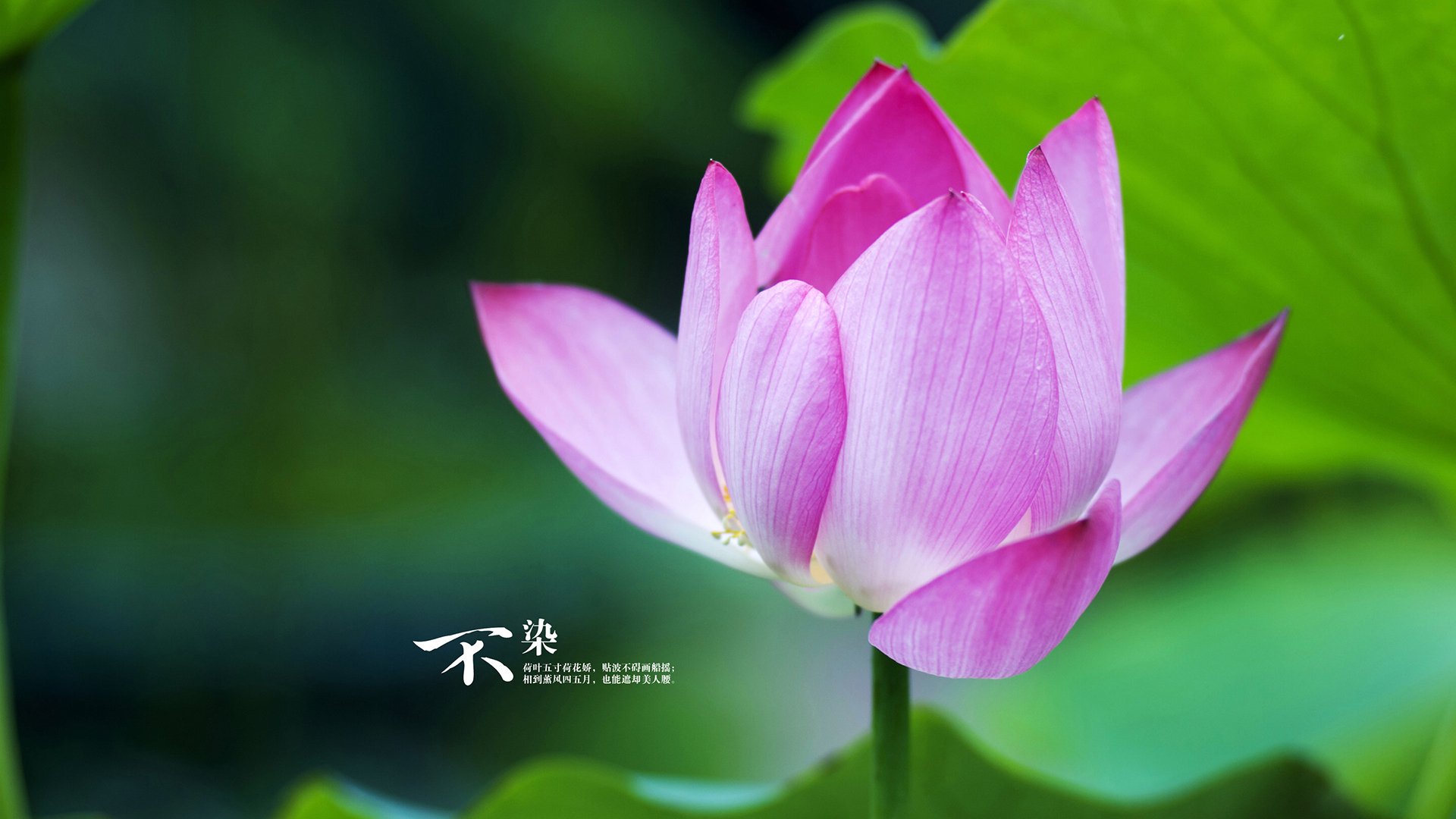 史上最青涩的欧冠球员,他们的荣光星途,欧冠新星