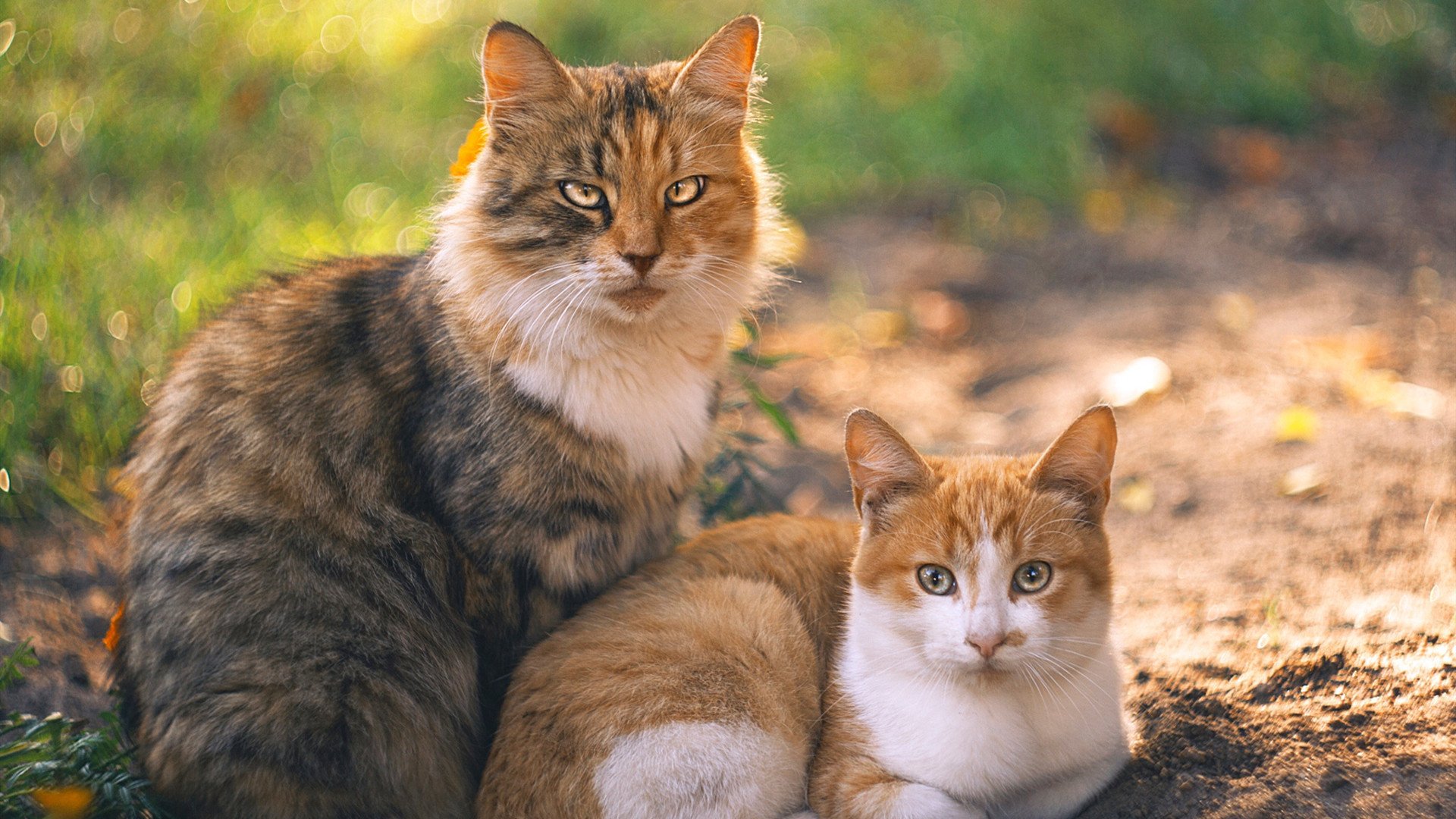 kaiyun开云·官方网站-英超球队投放新兴市场，拓宽粉丝基础，英超球队足球