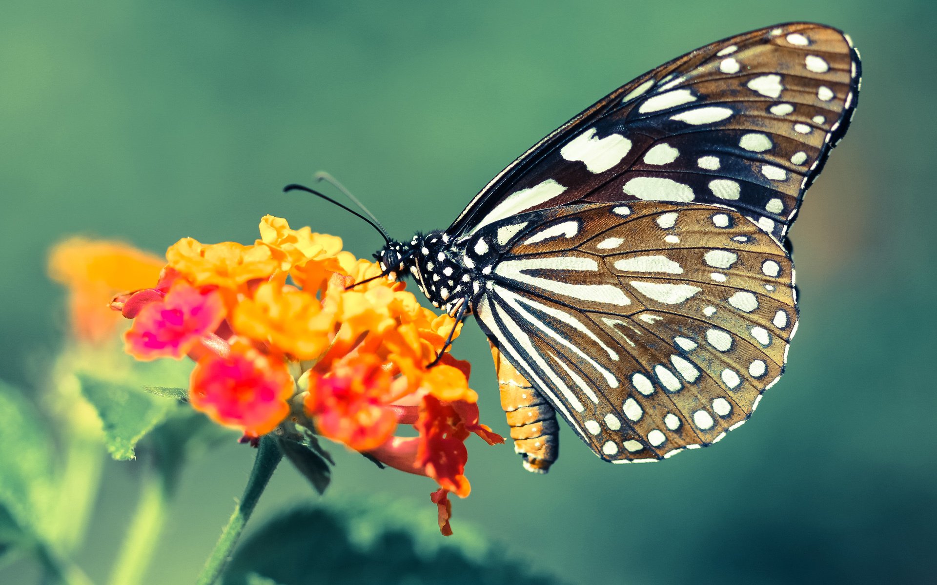 阿根廷将在Finalissima对阵西班牙,梅西迎战亚马尔,阿根廷对西班牙比赛结果