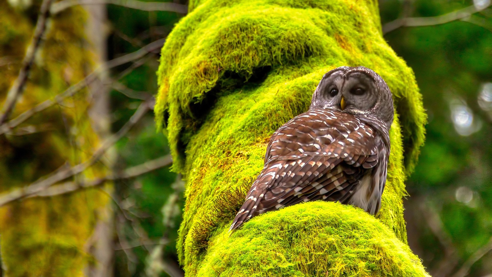 中国足球职业化改革稳步推进,中国足球职业化进程所遇到的最大阻碍