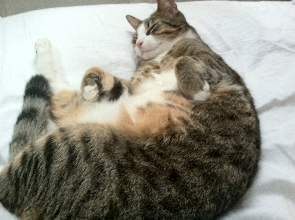 墨西哥队进攻端连连得分,势不可挡,墨西哥队怎么样球员