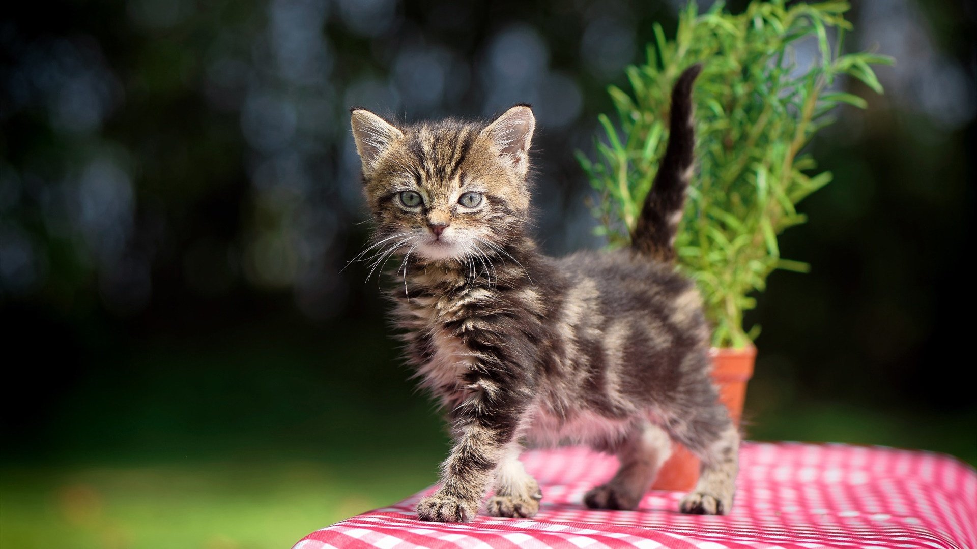 摩纳哥主场胜巴黎FC,取得近期重要胜利,摩纳哥跟大巴黎的比赛