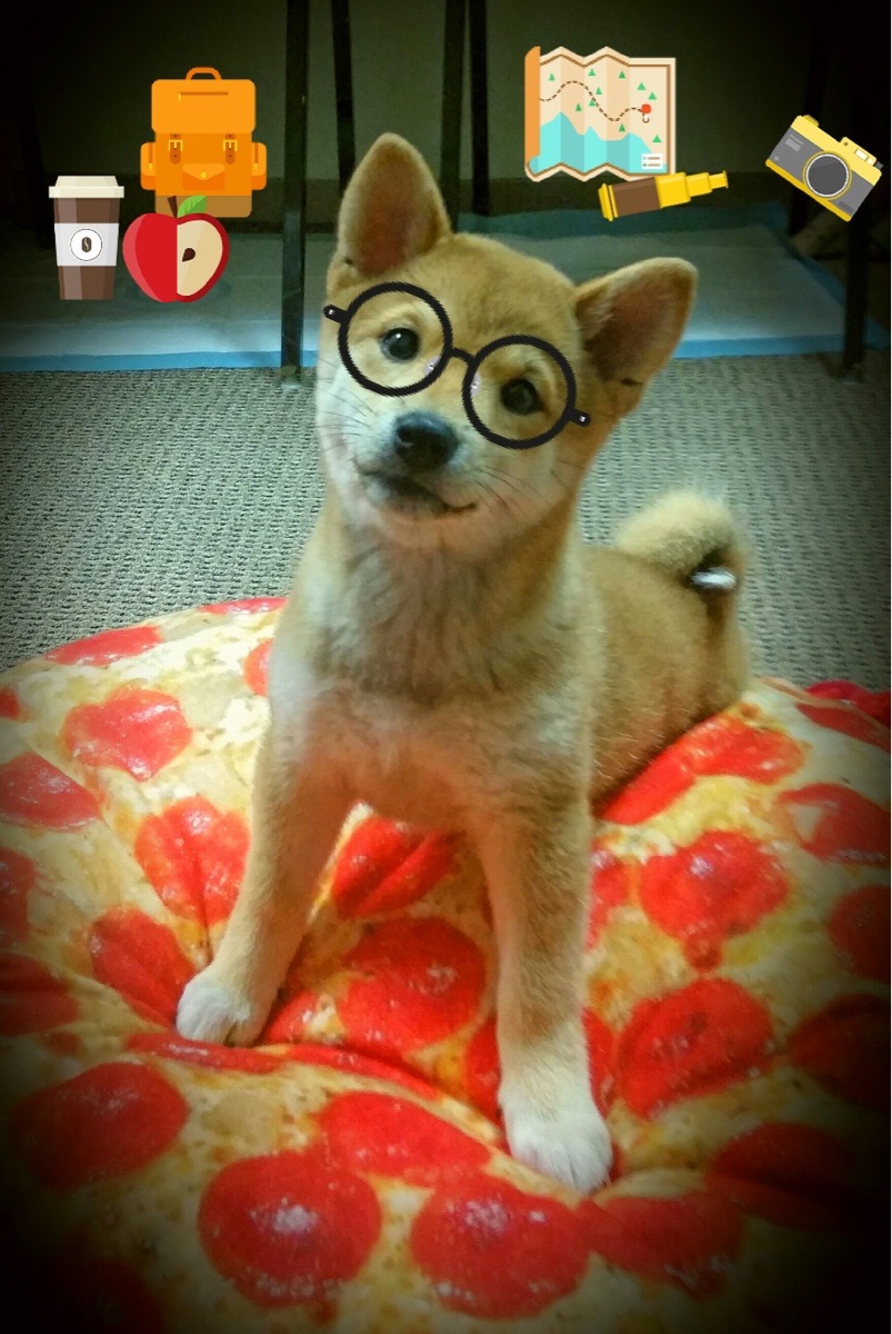 猛龙新援突破自我,表现出色获得主教练赞赏,猛龙替补