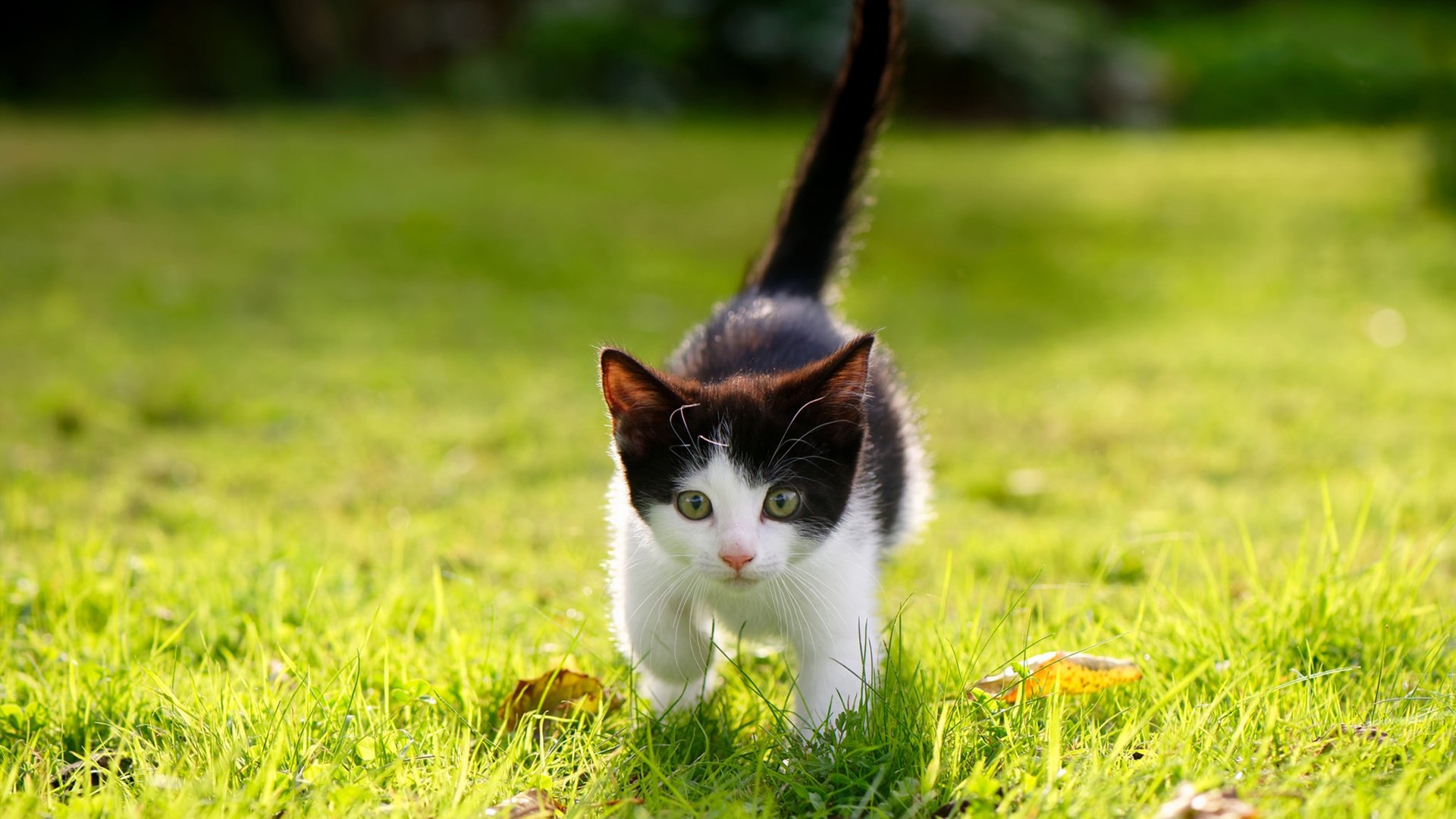 KAIYUN 中国大陆-瑞士全力以赴对抗立陶宛，再次取得胜利，瑞士立场