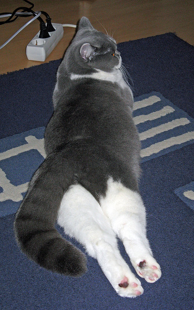 全国青少年铁人三项在上海录得佳绩,铁人三项青少年组的具体年龄