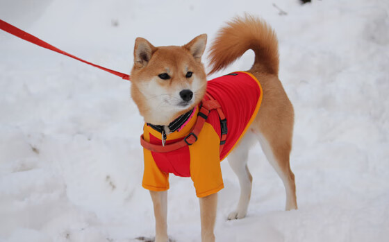 青少年体育社交行为与心理健康关联研究,体育运动对青少年心理健康的影响