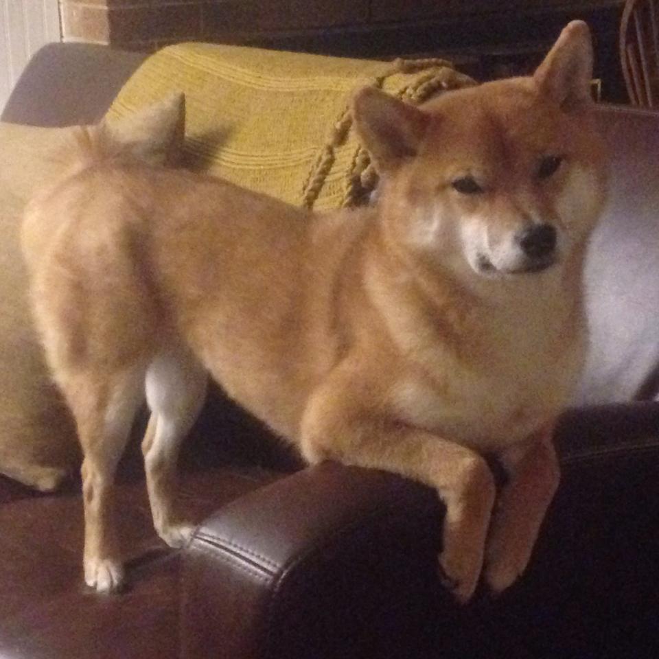 开云官方网页登录-埃及赛制发展：如何应对世界强队带来的压力，埃及的比赛会赢吗