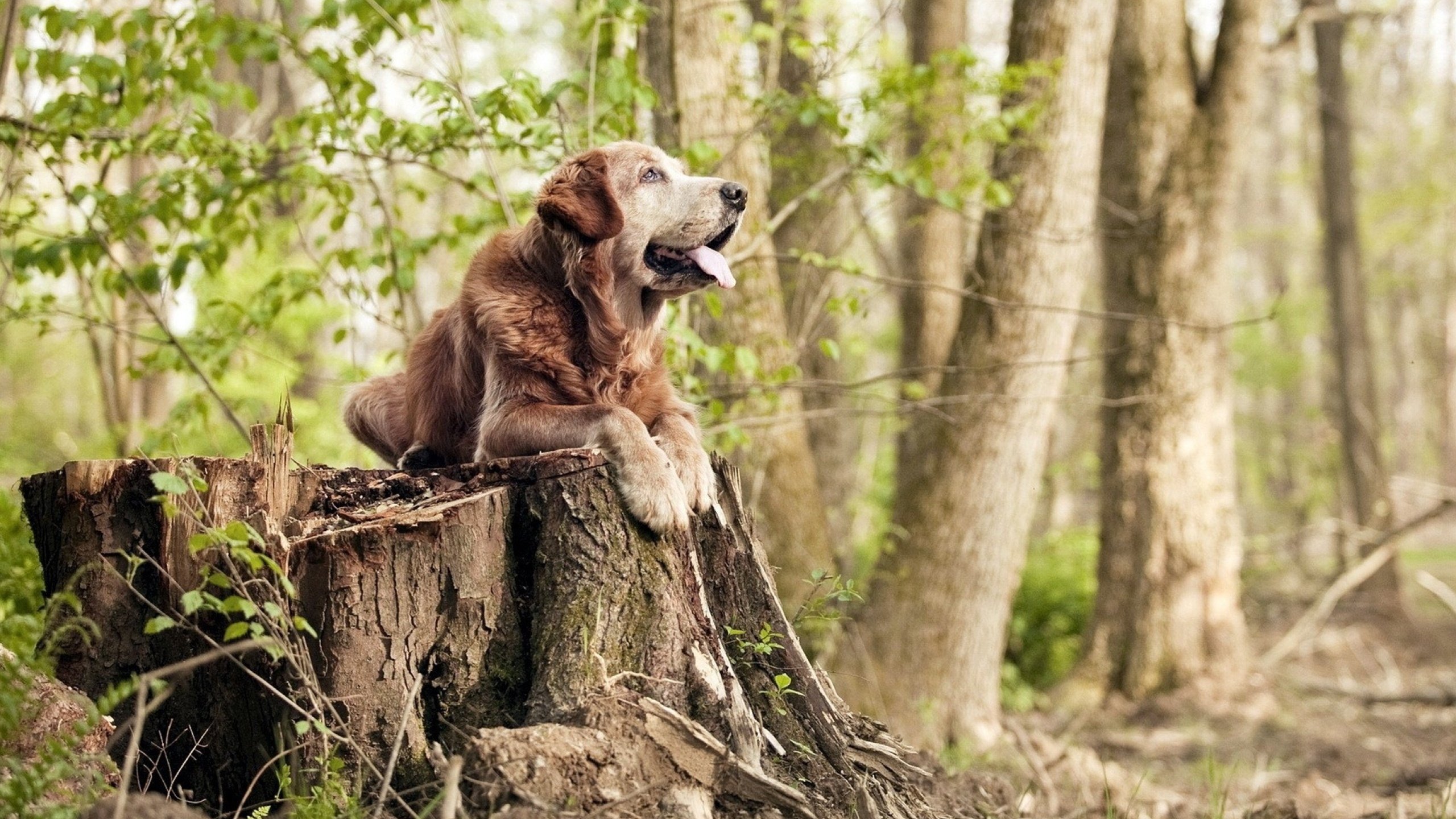 开云·Kaiyun网页版-技术节奏图显示蛙泳冠军控制完美，蛙泳冠军视频欣赏