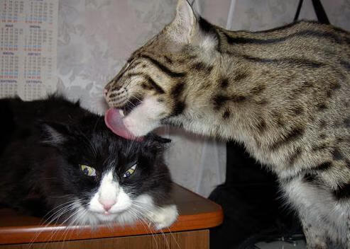 王者荣耀战术创新频出打破以往固定打法,王者战术分析