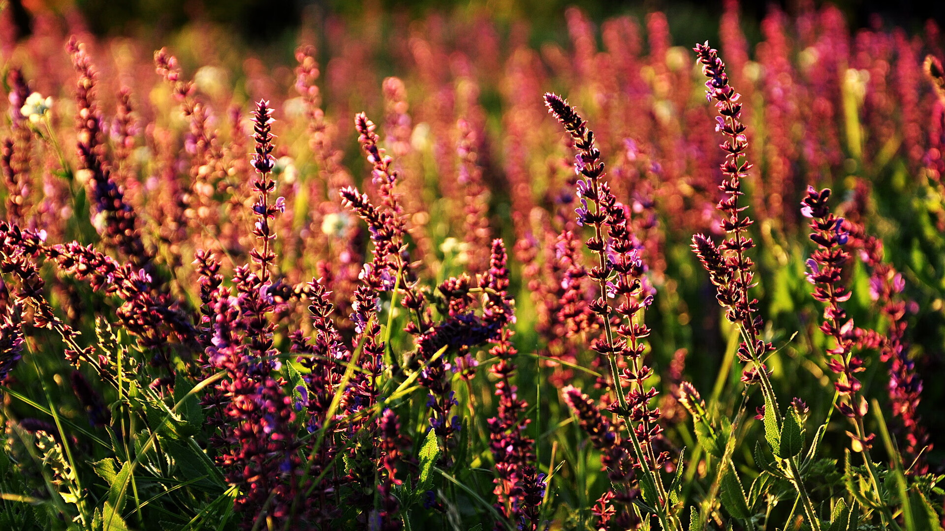 联盟最强控节奏球员在进攻选择中的特点,控卫怎么控制节奏
