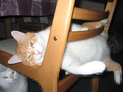 雷恩前场多点开火形成围攻之势,雷恩是哪个联赛的