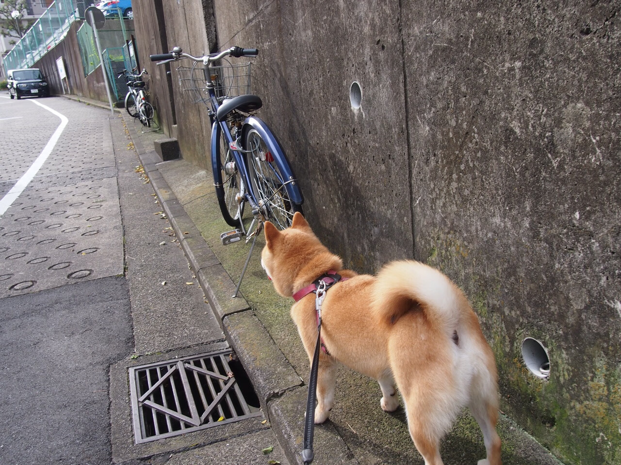 开云体育APP下载-乌拉圭男篮在南美锦标赛中夺冠，体育影响力快速扩大，乌拉圭男篮实力