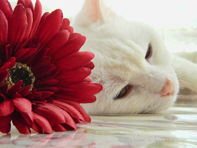 开云官网-塞维利亚保持胜势，冲击欧洲赛场佳绩