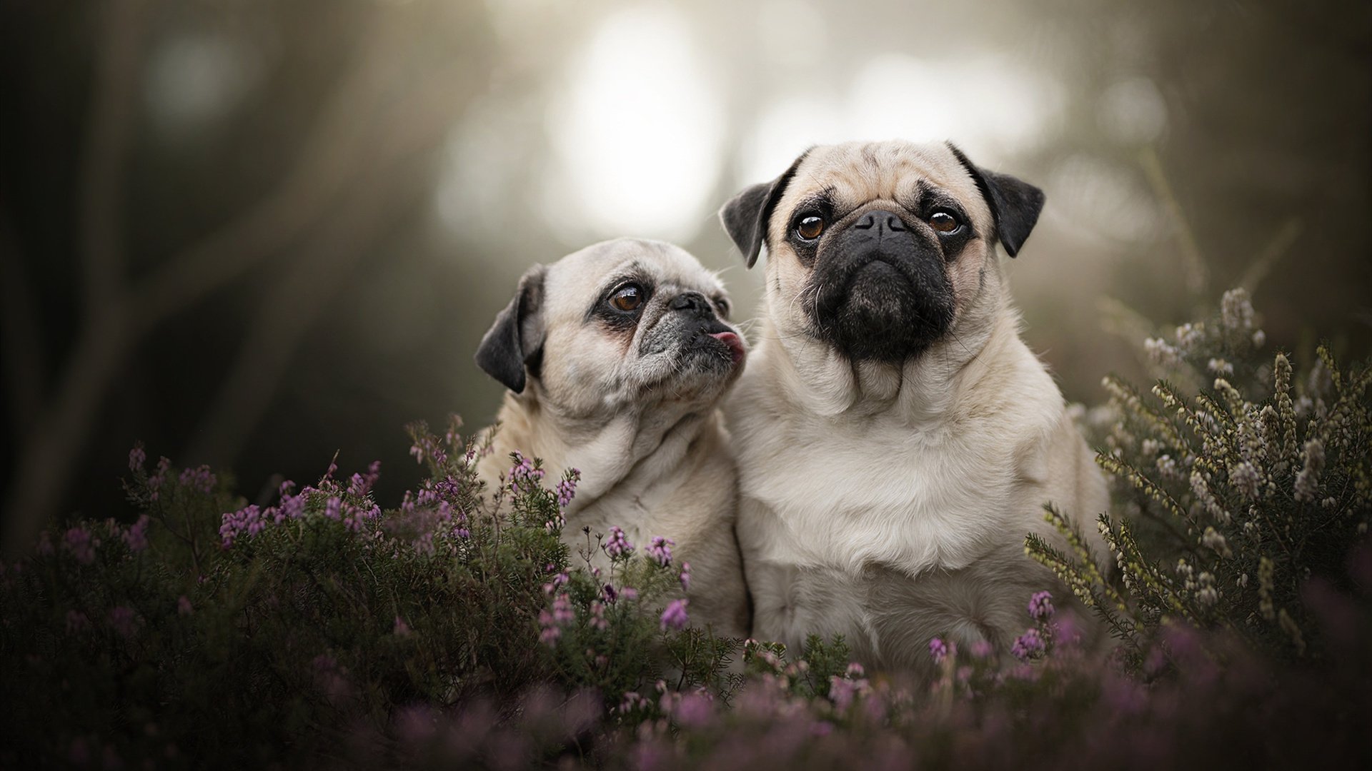 科特迪瓦男篮在非洲锦标赛中继续升温，追逐冠军梦，非州科特迪瓦