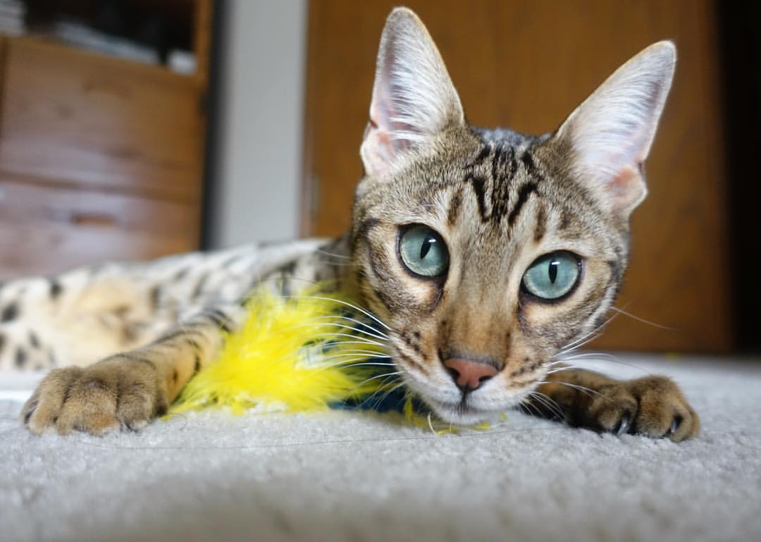 开云中国-美洲杯历史精彩瞬间：经典比赛集萃，美洲杯 历年