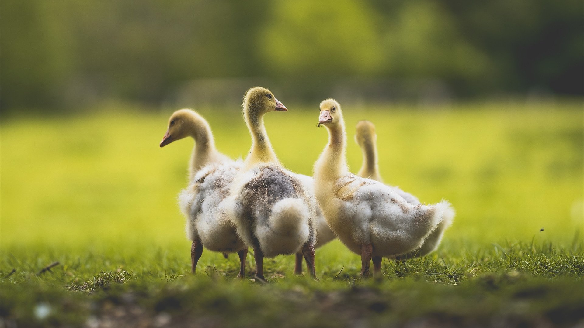 跳水决赛韩国女将冷静沉着，韩国选手跳水0分